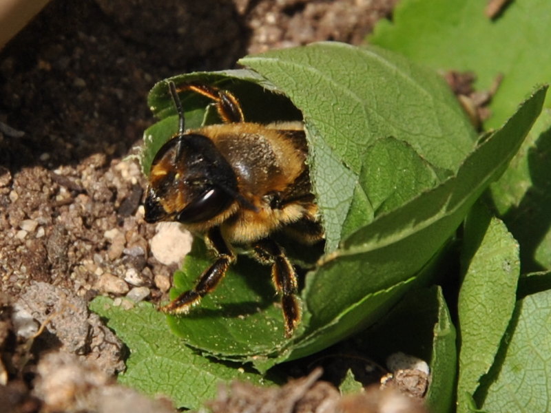 nido di foglie di Megachile sp.