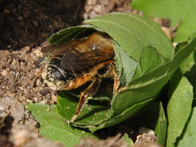 nido di foglie di Megachile sp.