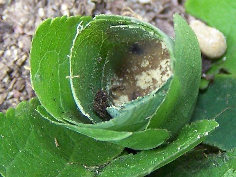 nido di foglie di Megachile sp.