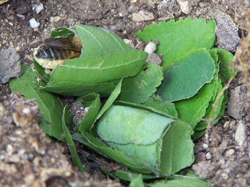 nido di foglie di Megachile sp.