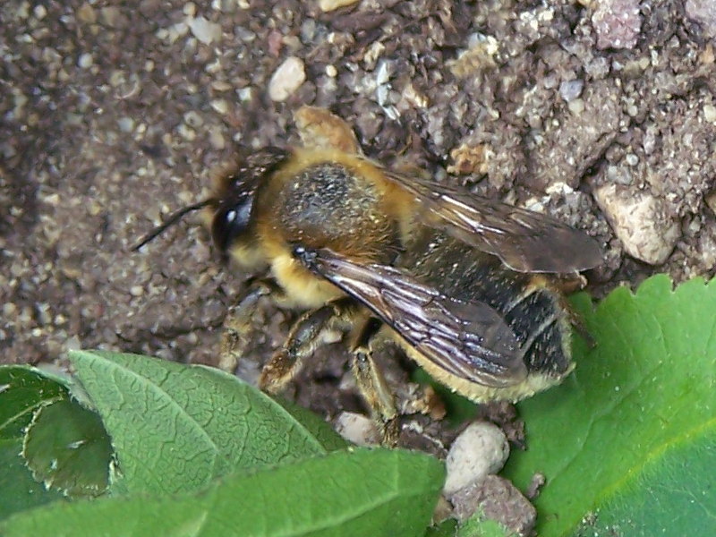 nido di foglie di Megachile sp.