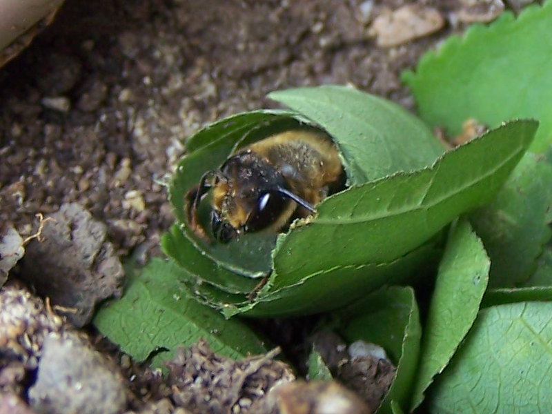 nido di foglie di Megachile sp.