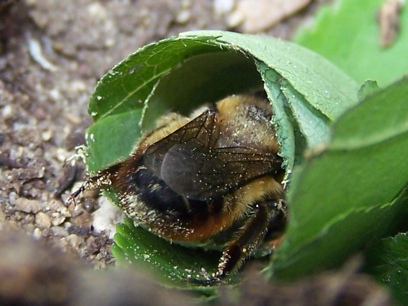 nido di foglie di Megachile sp.