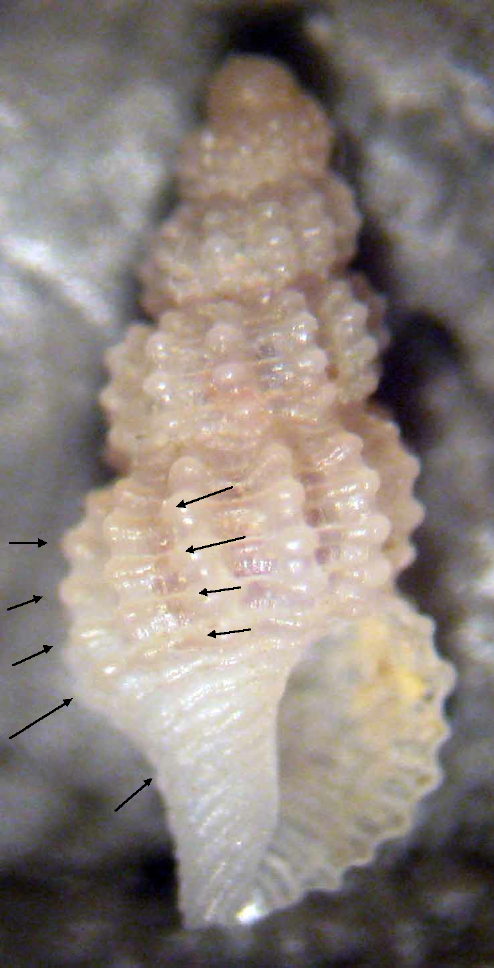 Chauvetia candidissima?