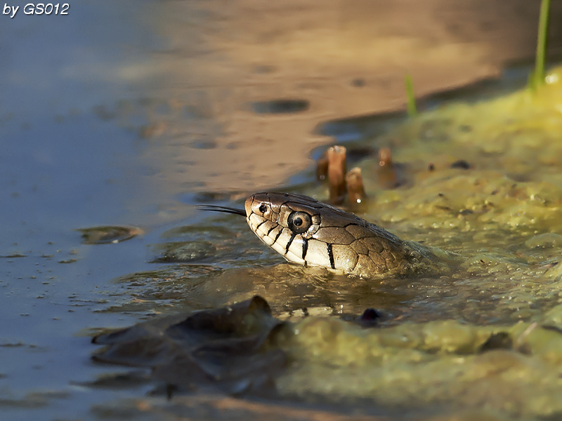 Biscia d''acqua ( Natrix natrix)