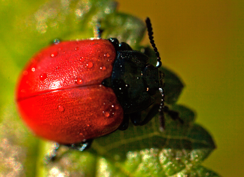 Coccinella? No. Chrysomela populi.