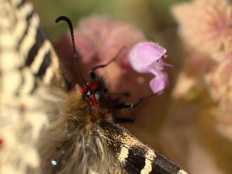 Zerynthia polyxena ??