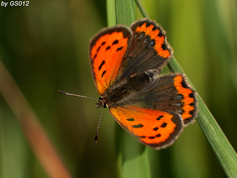 Lycaena phlaeas