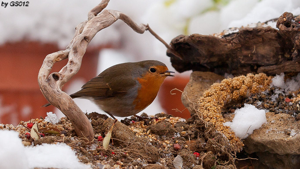 Robin e la neve...