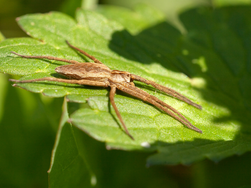 Tiblellus oblongus? No. Pisaura sp. in posizione allungata