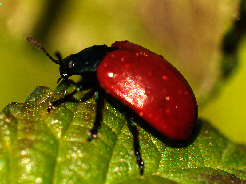 Coccinella? No. Chrysomela populi.