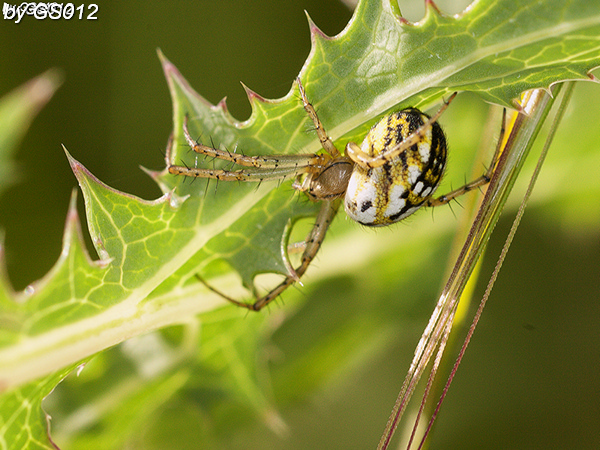 Mangora acalypha??