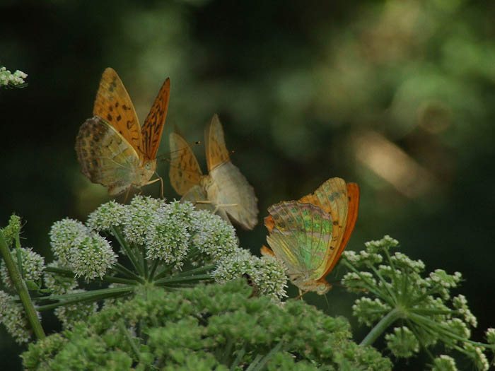 Argynnis paphia maschio .....corretto?