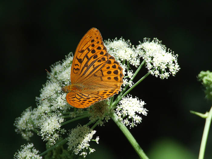 Argynnis paphia maschio .....corretto?