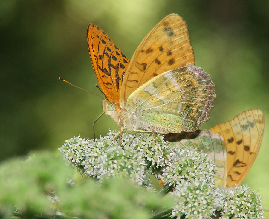 Argynnis paphia maschio .....corretto?