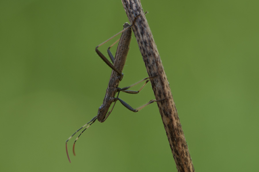 Alydaidae: Micrelytra fossularum della Toscana (FI)