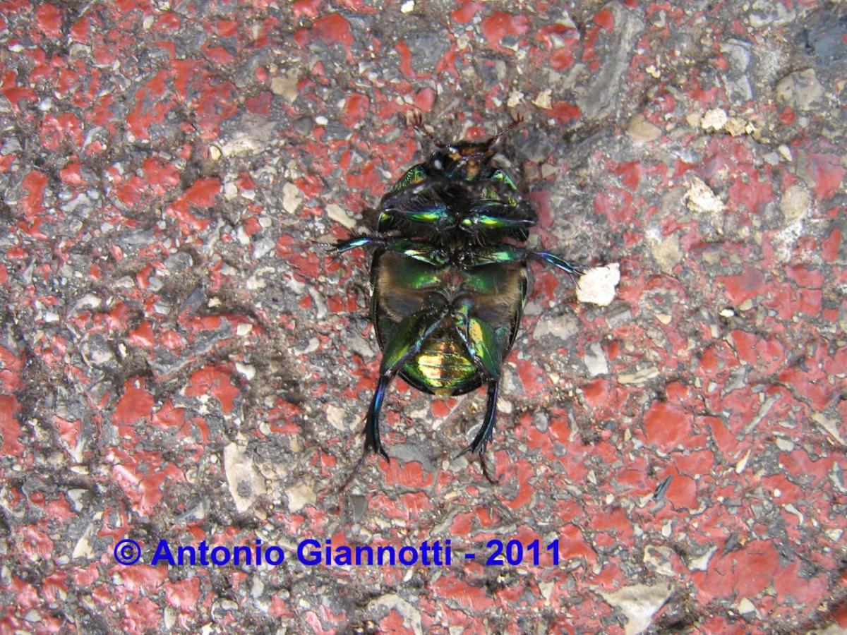 Sericotrupes niger?