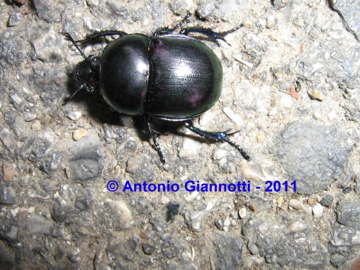 Sericotrupes niger?