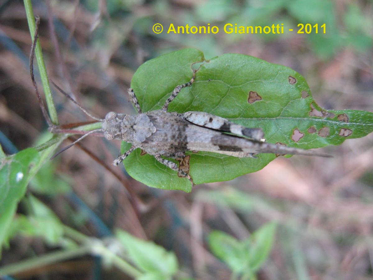 Oedipoda coerulescens