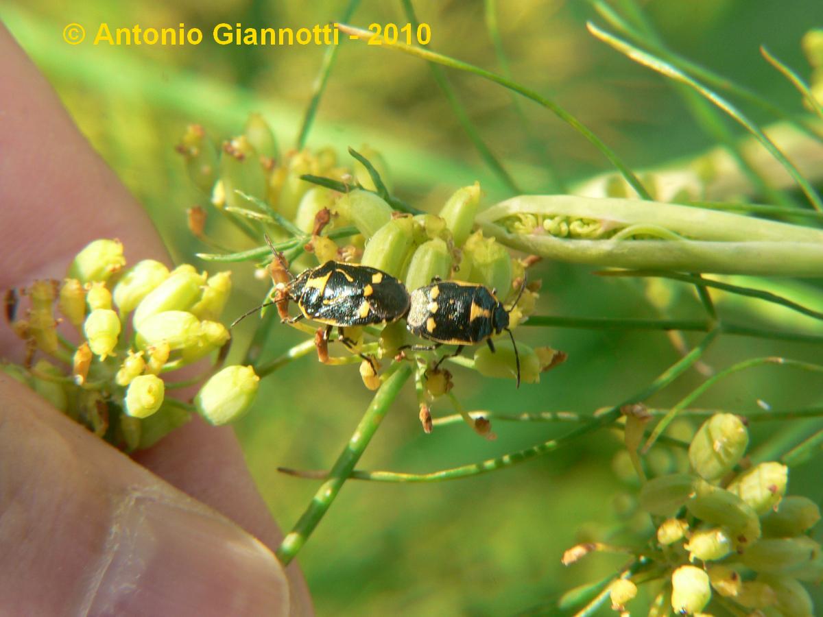 Eurydema oleracea