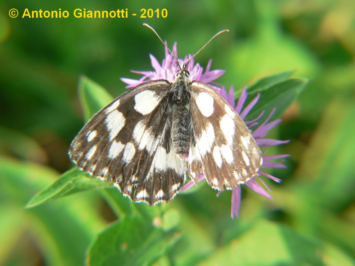 Melanargia Galatea