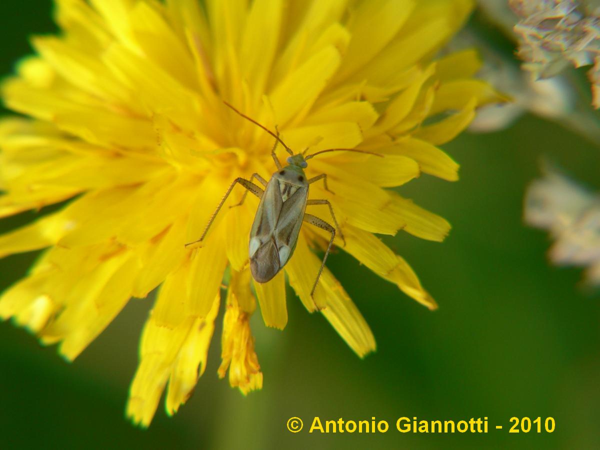 Miridae: Adelphocoris lineolatus delle colline di Gravedona