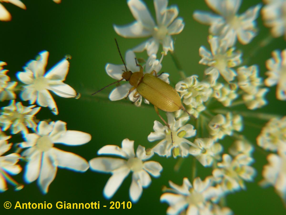 Ctenopius sulphureus