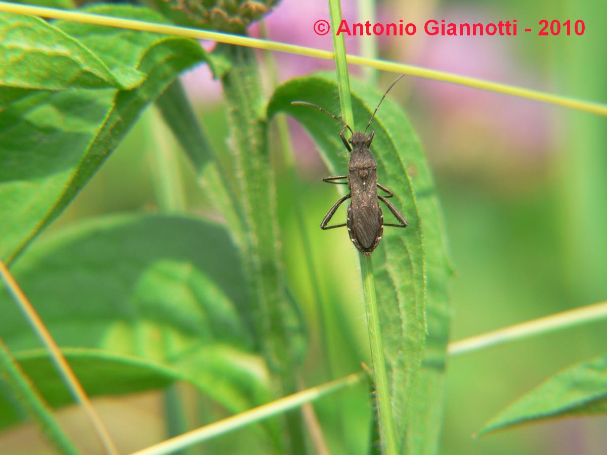 Alydus calcaratus