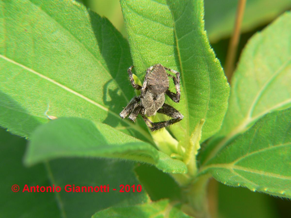 Araneus sp.