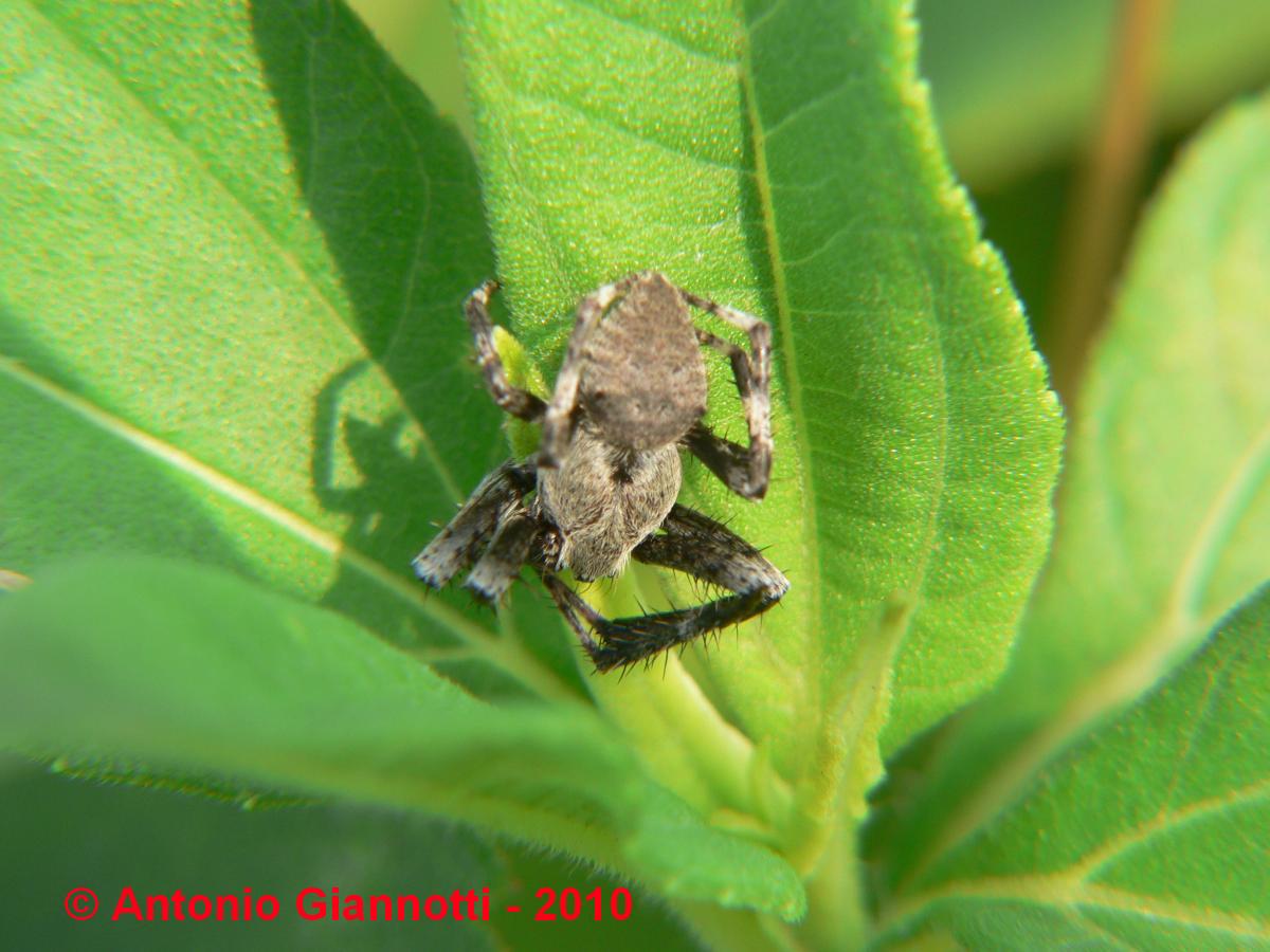 Araneus sp.