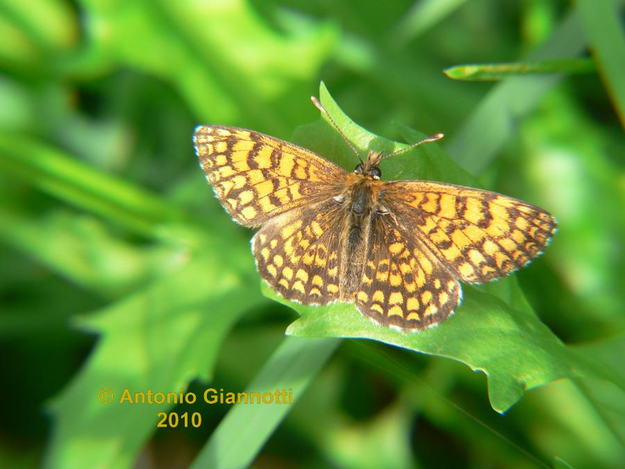 Melitaea (1) ?