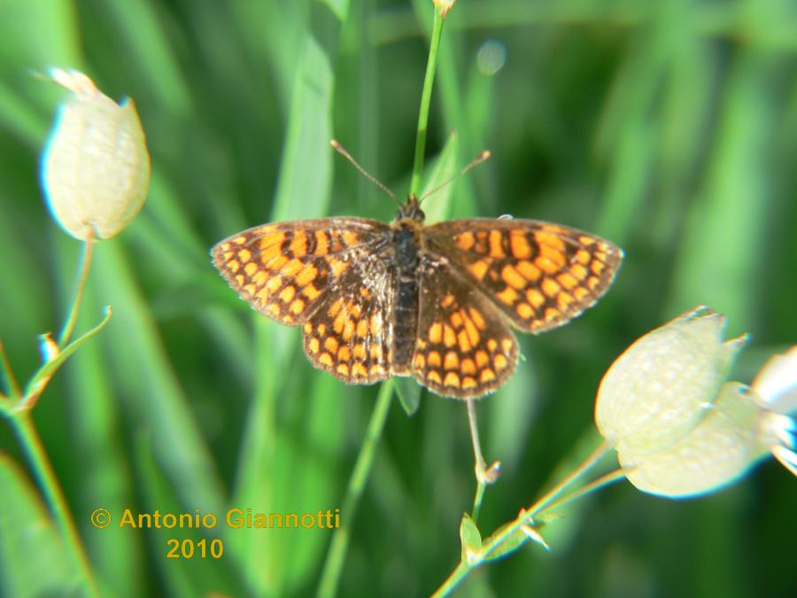 Melitaea (2) ?