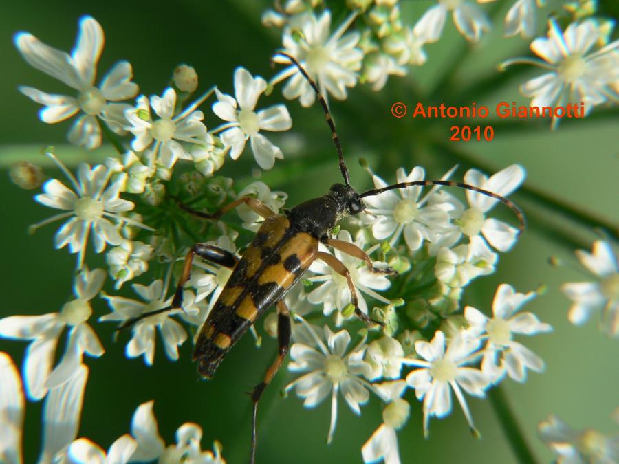 Cerambycidae:  Ruptera maculata