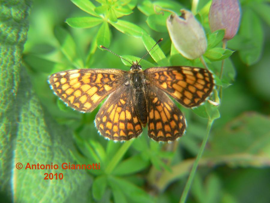 Melitaea athalia