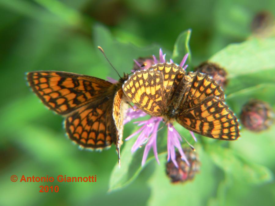 Melitaea athalia