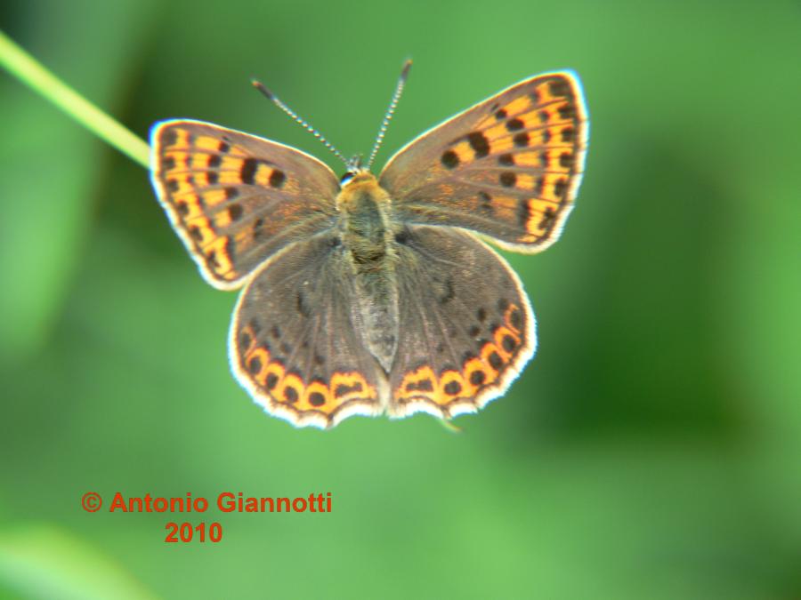 Lycaena tityrus ?