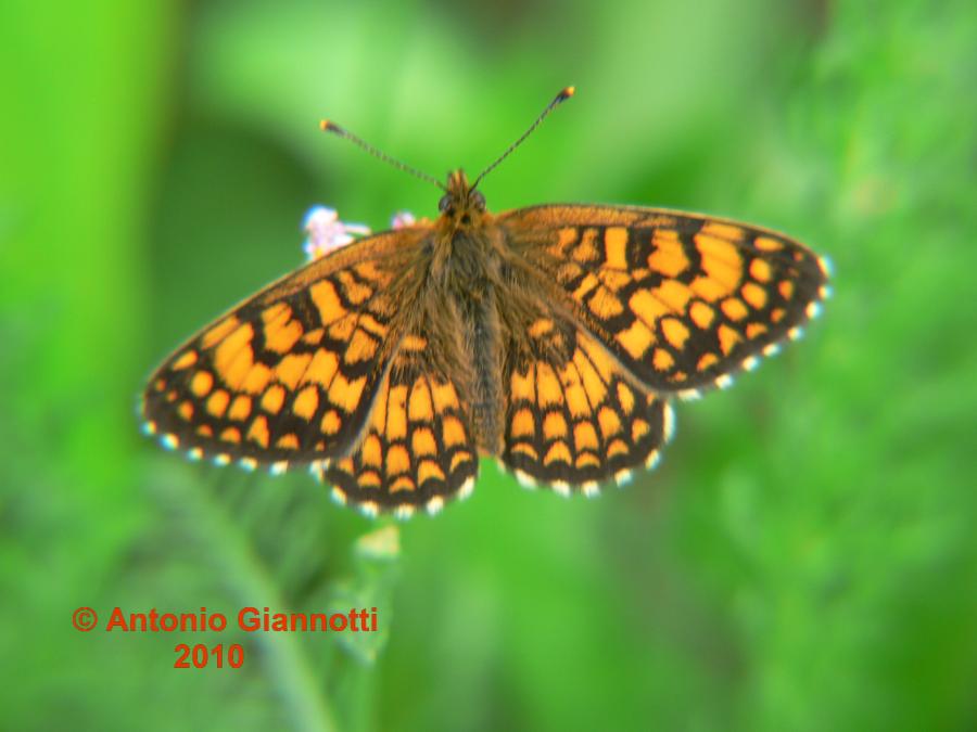 Melitaea athalia