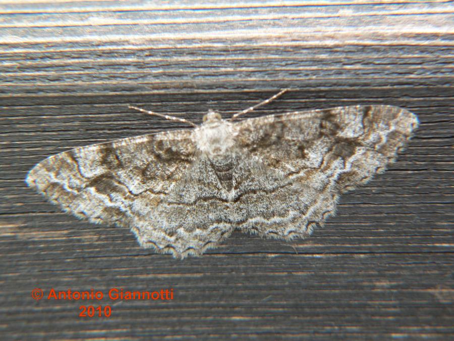 Geometridae da identicare