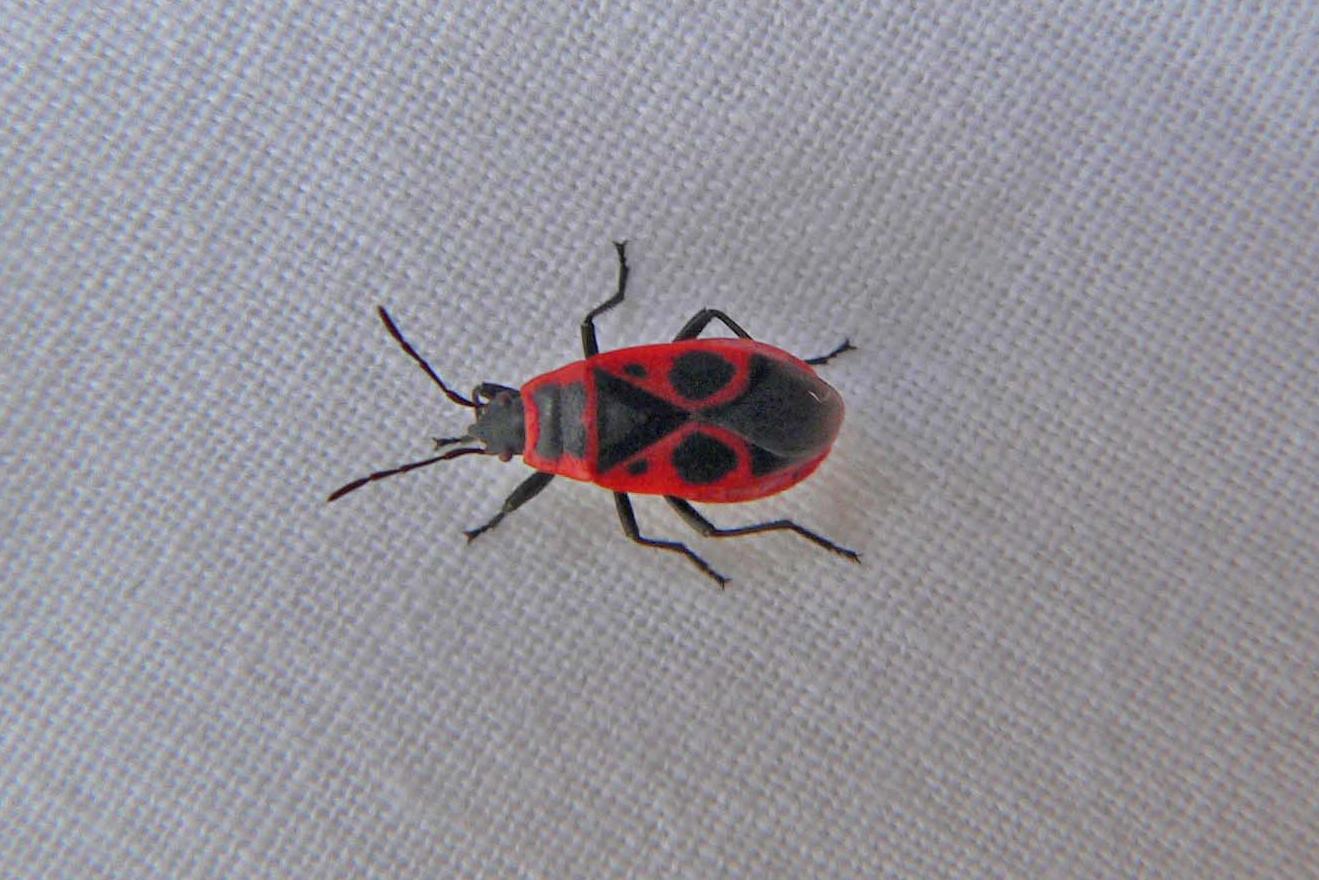 Pyrrhocoridae: Pyrrhocoris apterus f. pennata della Romagna