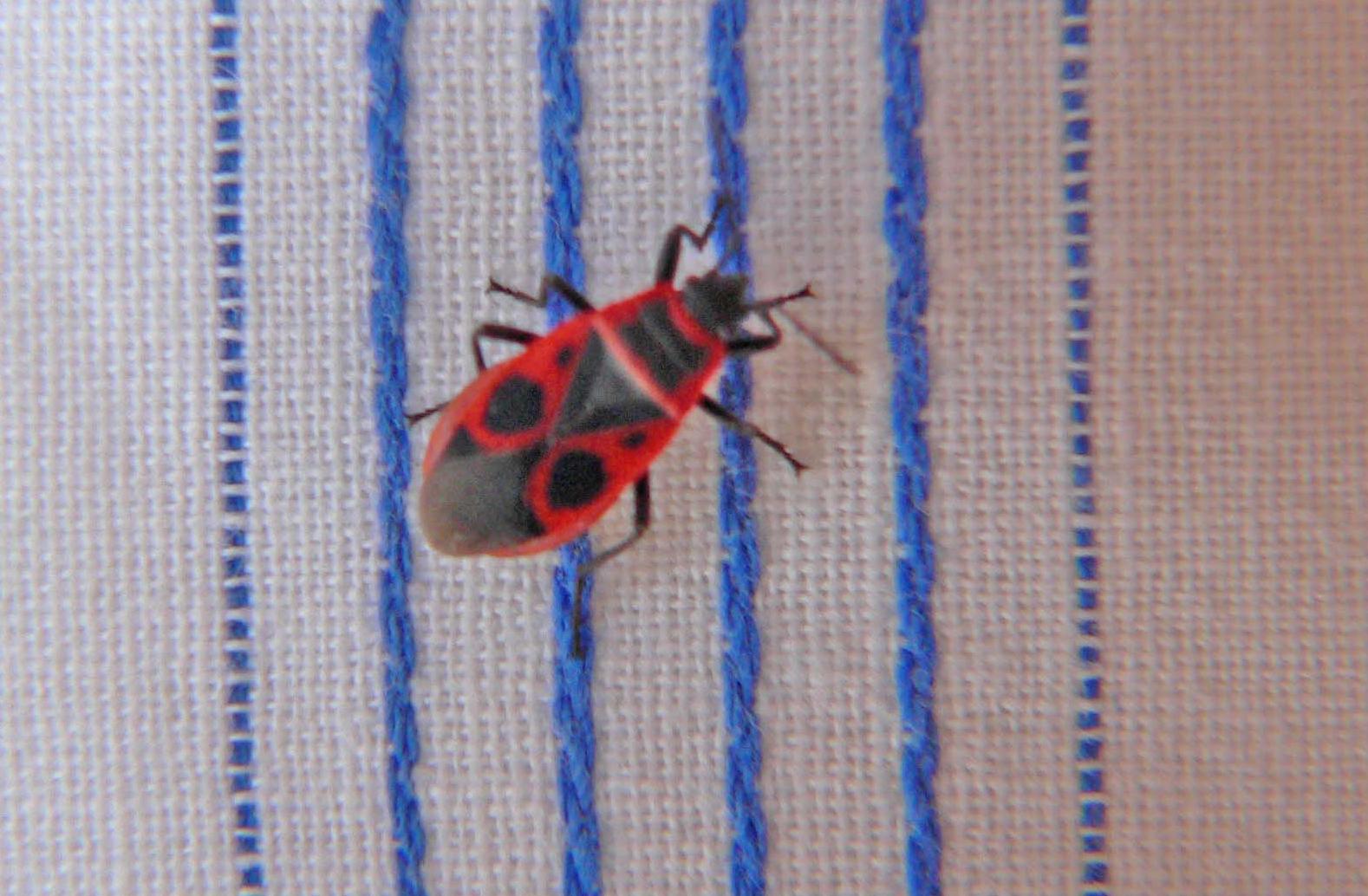 Pyrrhocoridae: Pyrrhocoris apterus f. pennata della Romagna