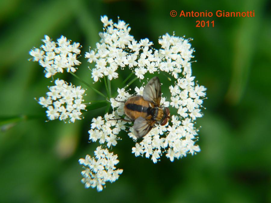 Ectophasia crassipennis