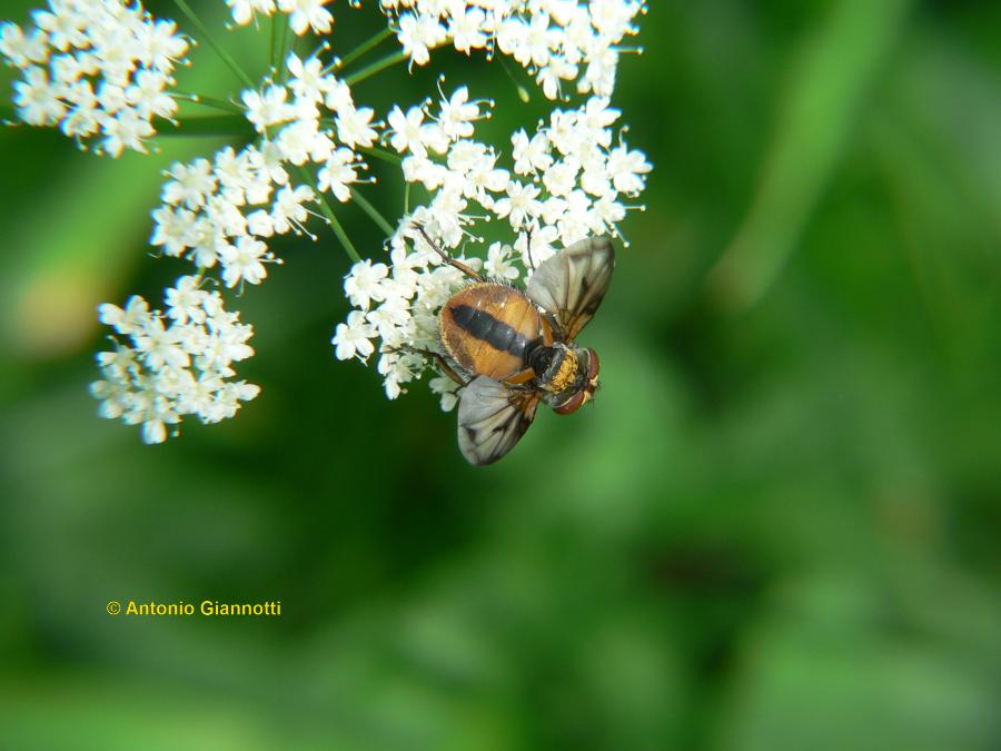 Ectophasia crassipennis