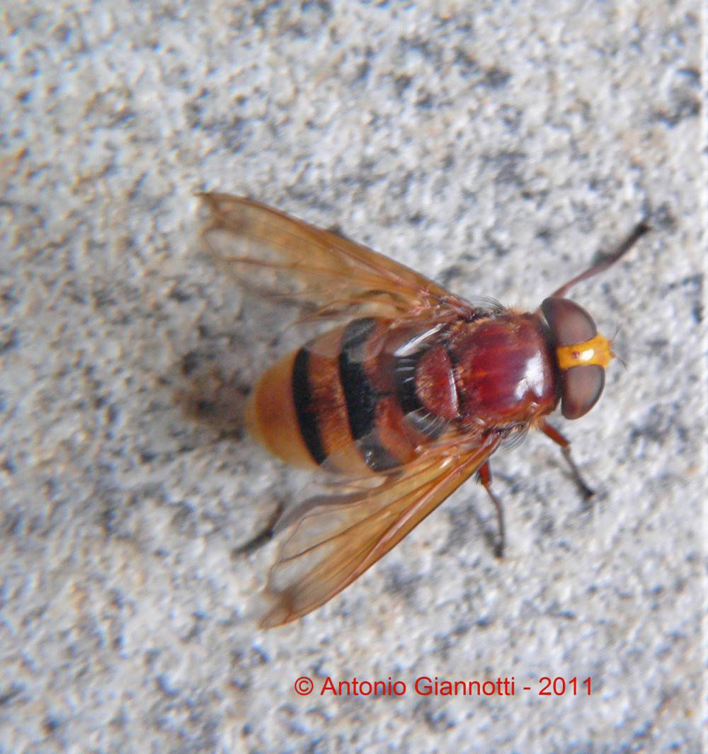 Volucella zonaria (Syrphidae)