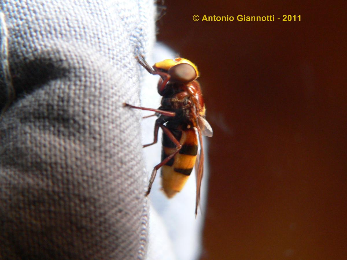 Volucella zonaria (Syrphidae)