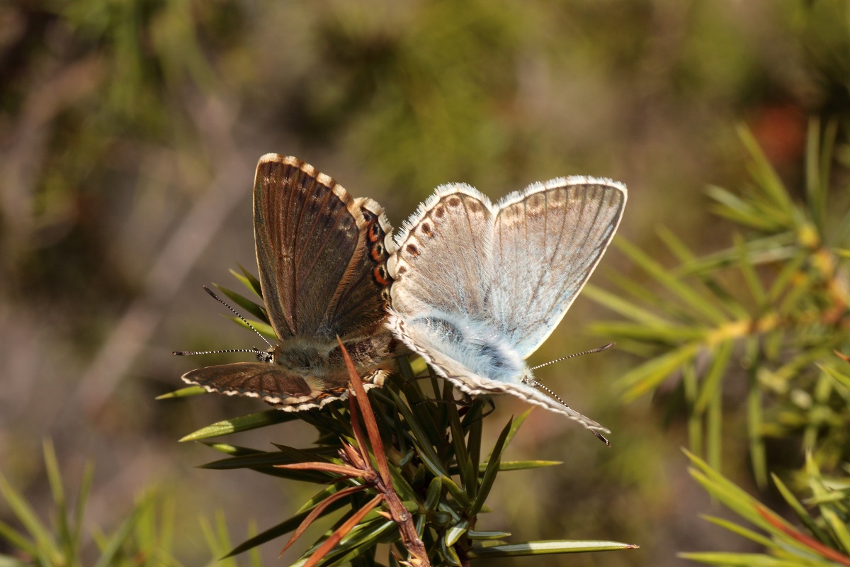 Polyommatus (Lysandra) coridon o hispana ?