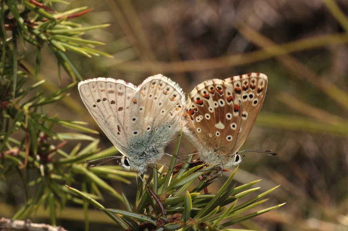 Polyommatus (Lysandra) coridon o hispana ?