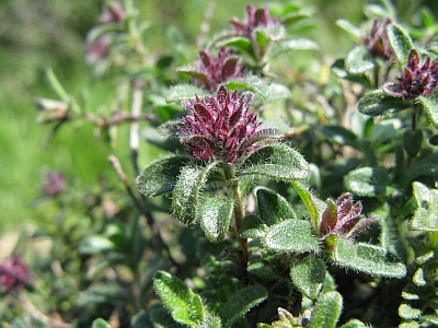 prostrata di ambiente roccioso - Thymus sp.