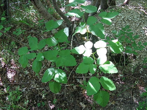 Laserpitium latifolium / Laserpizio erba nocitola