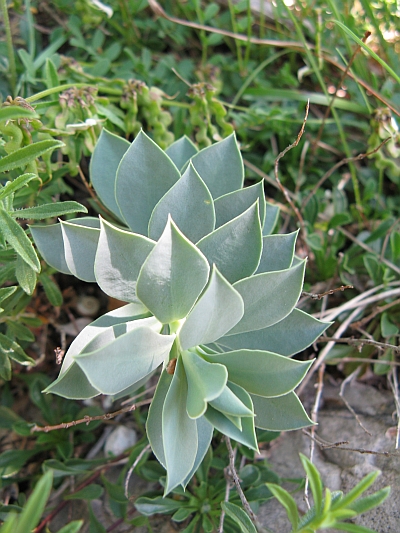 crassulacea ambiente roccioso - Euphorbia myrsinites?