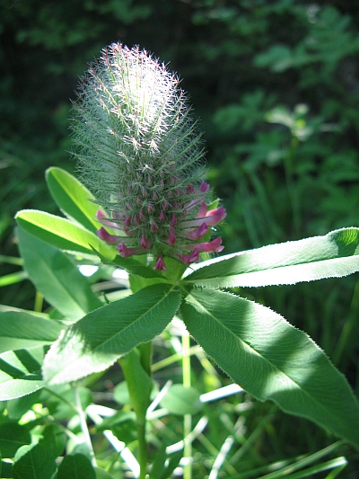 Trifolium rubens